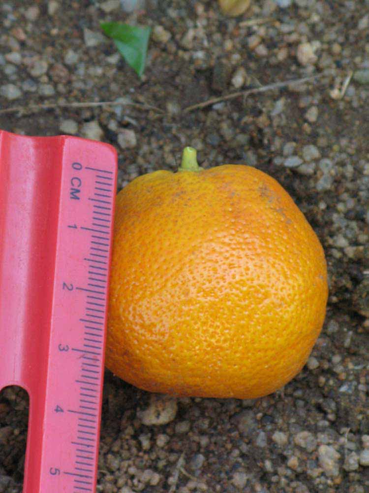            Fruit (Riverside, CA)   